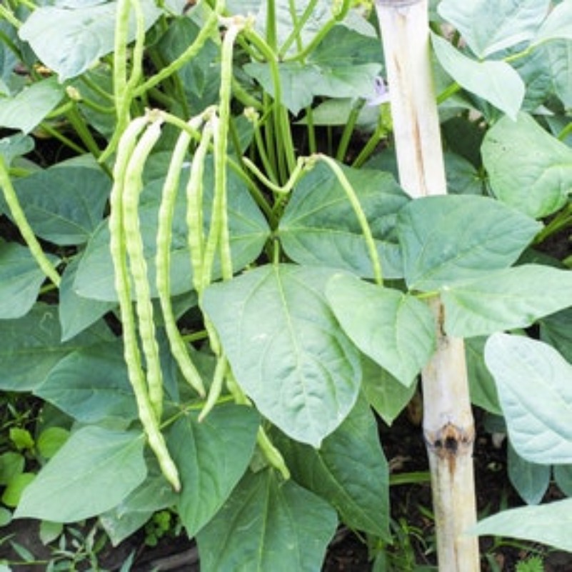 lady cowpea cow pea southern pea - Temu