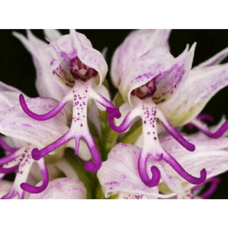 

Nude Orchid Purple And White Flowers Young Plants (no Tracking)