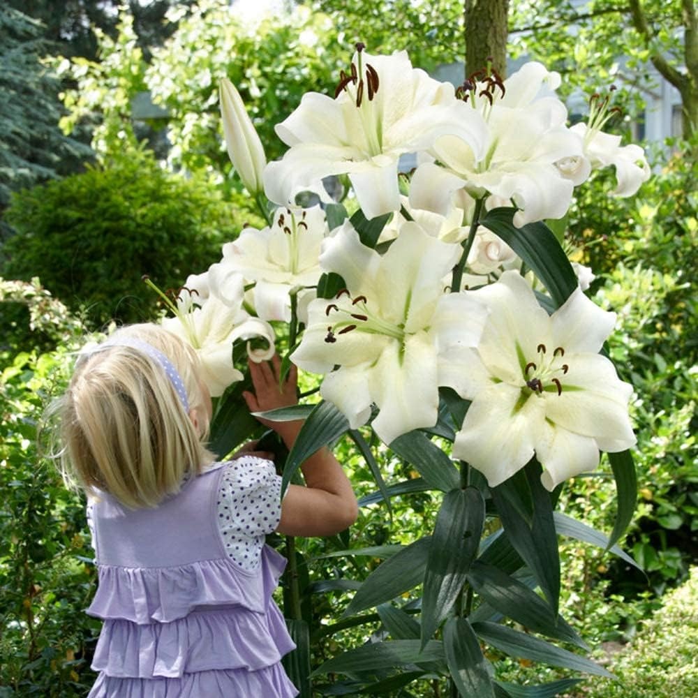 

115 Lily Flower - Tall - Plants And Garden -attracts Butterflies, Bees & Hummingbirds