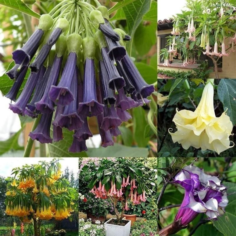 

50pcs Brugmansia Potted Bonsai