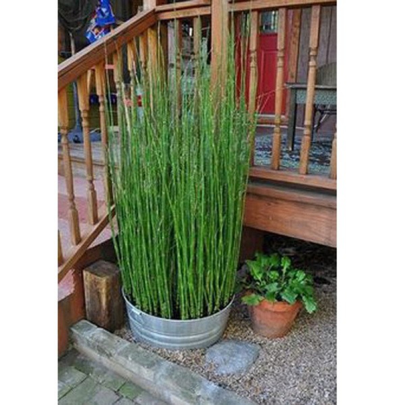 

Indoors Fresh Mao Bamboo Tree 10pcs Garden /shoes/plants/ge