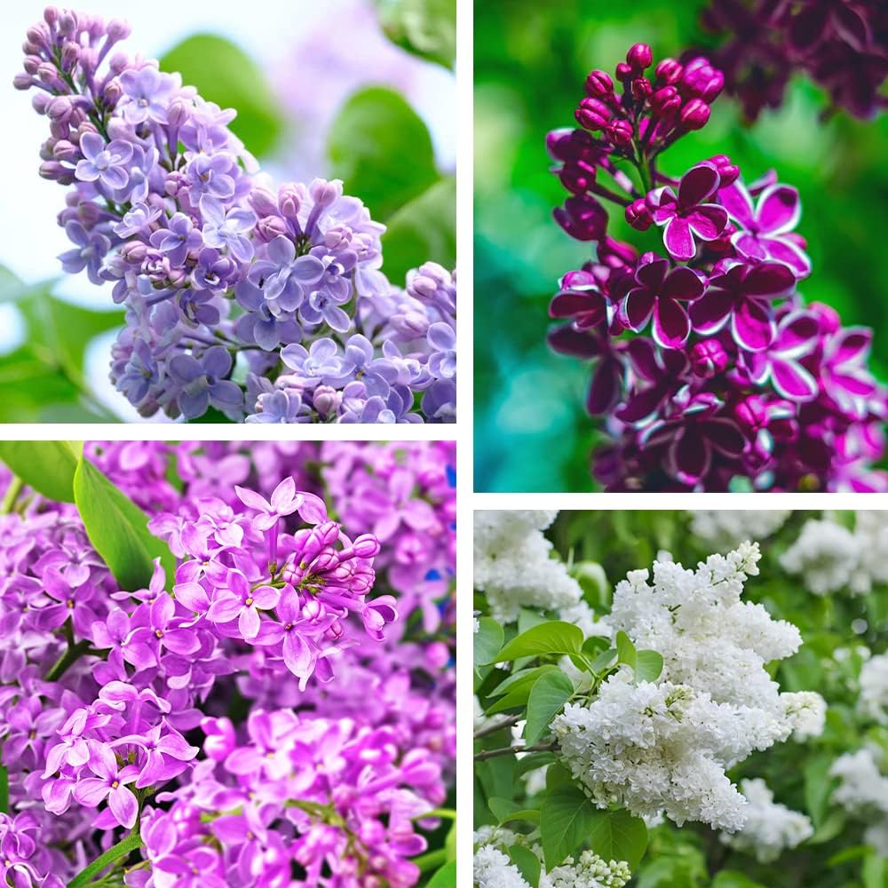 

200pcs Purple Lilac For Planting Colors Extremely Fragrant Bush Bonsai Plants