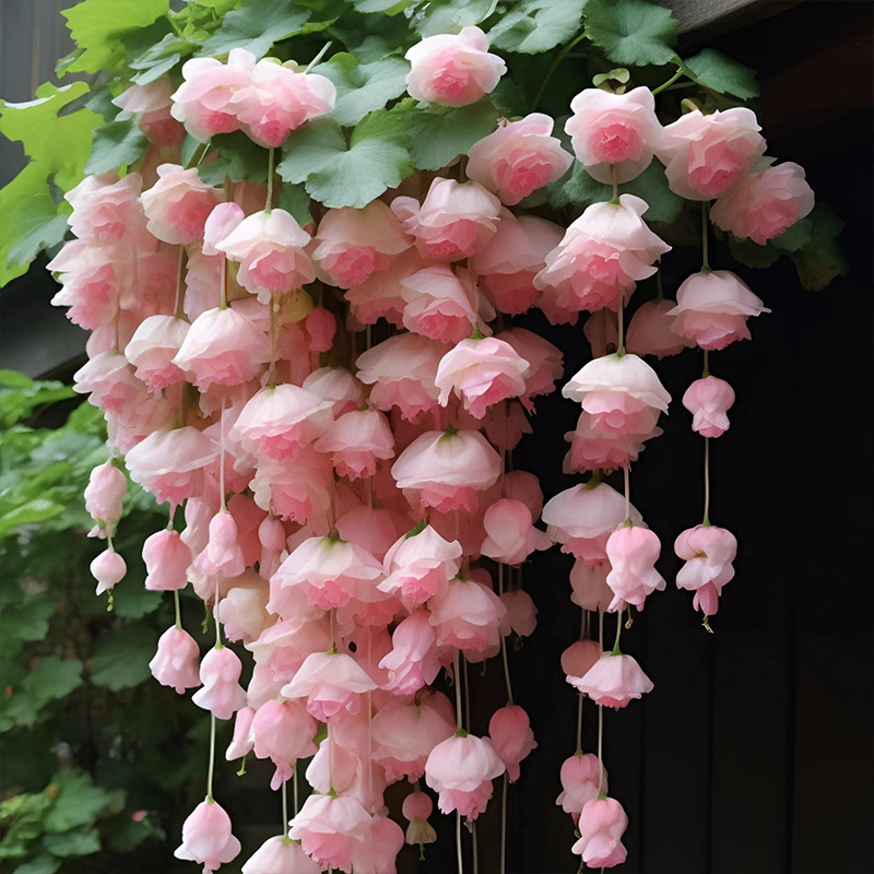 

The Seeds Of Supseed Hanging Satin Flower Seeds, Vine Climbing Planting, Nurturing, Indoor And Outdoor Plants, Flowers