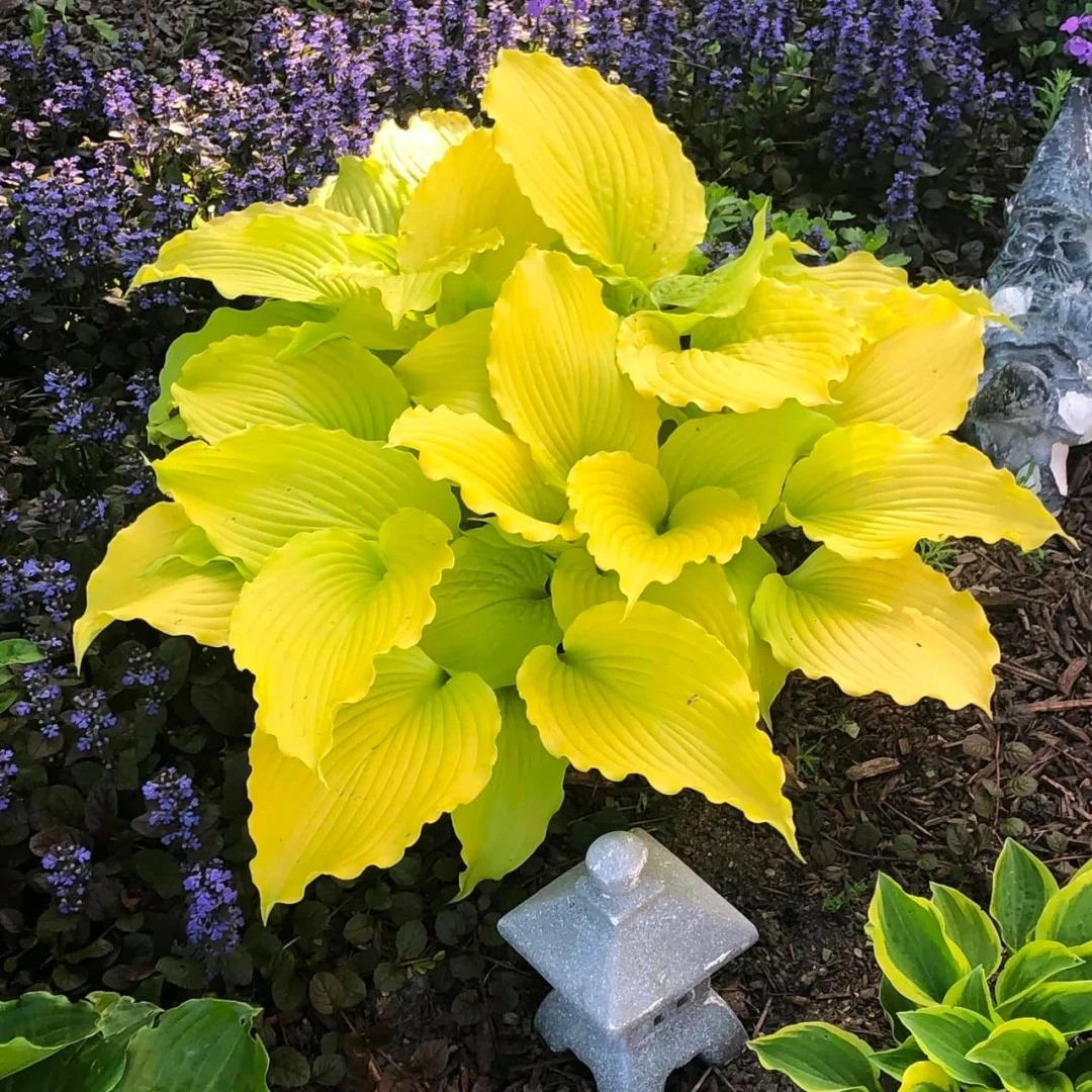 

200pcs Mixed Hairpin Hosta , Yellow Hairpin Hosta, Hairpin, Fragrant , Used For Outdoor Planting, Essential For Courtyards, Plant , Flower