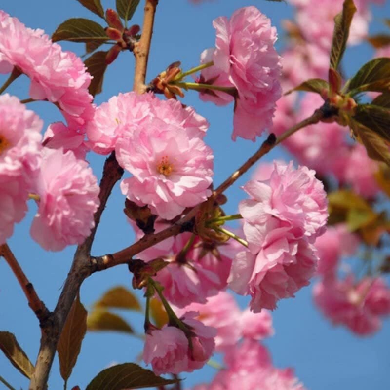 

100pcs Japanese Weeping Sakura Cherry Flower Tree Cold