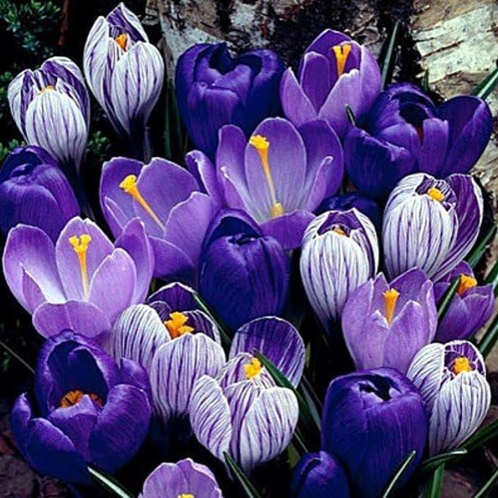 

Mixed Saffron 20 Bulbs-blue And Purple-8/9cm-amazing Spring