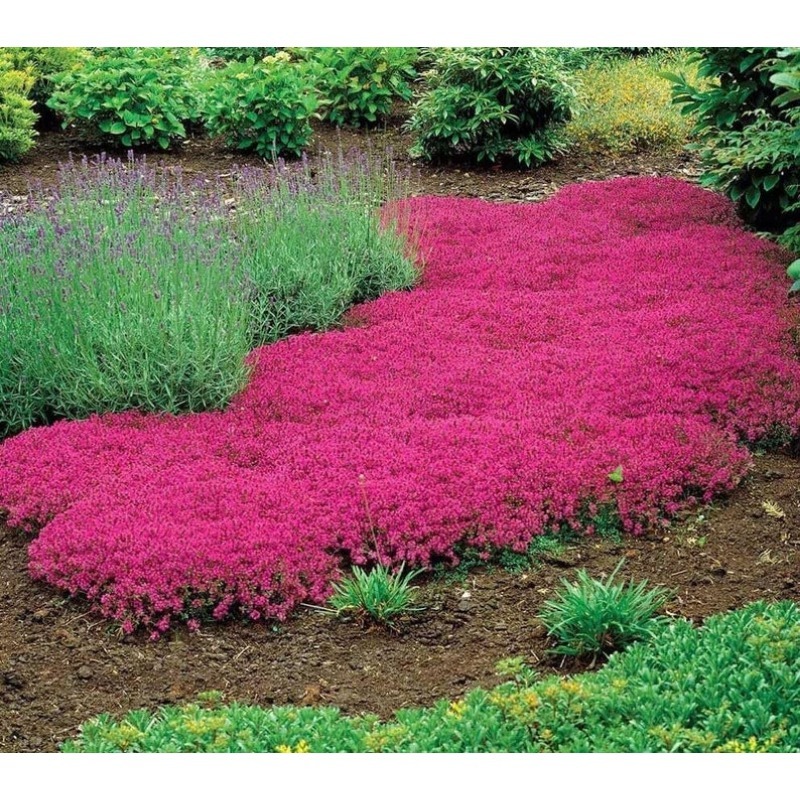 

-resistant, Cold-resistant, Suitable As Plants, Plants, Open , Traditional Varieties.