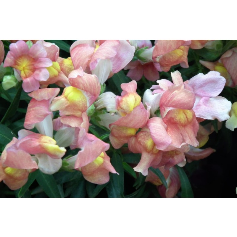 

In Stock500 Antirrhinum