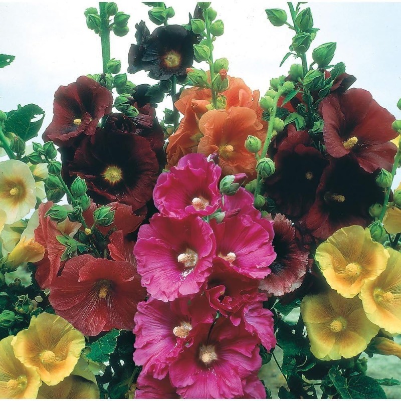 

600p For Planting Mixed Color Flower Dark Red Yellow And Orange Flower