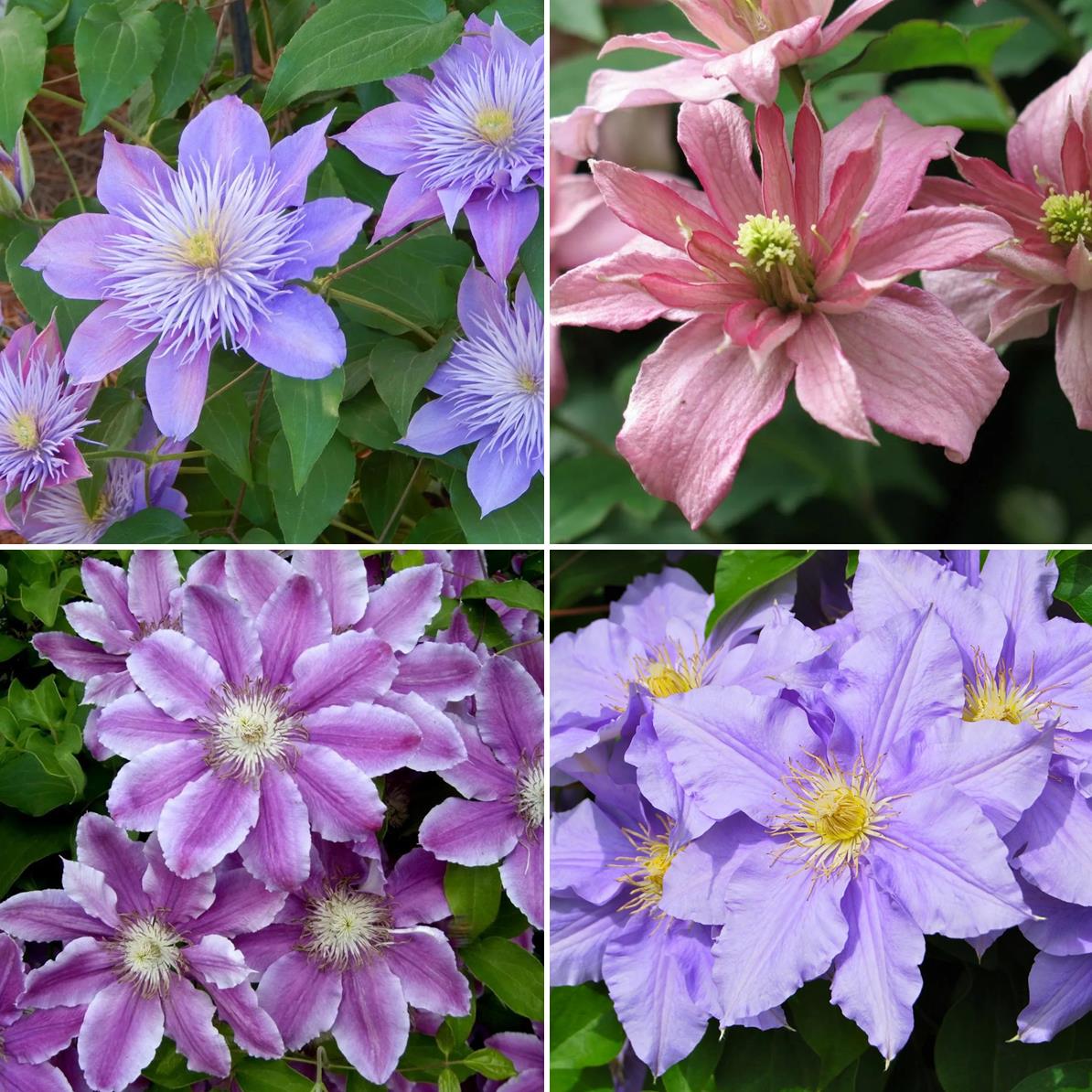 

Mixed For Planting