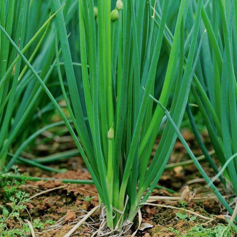 

Stem Vegetable