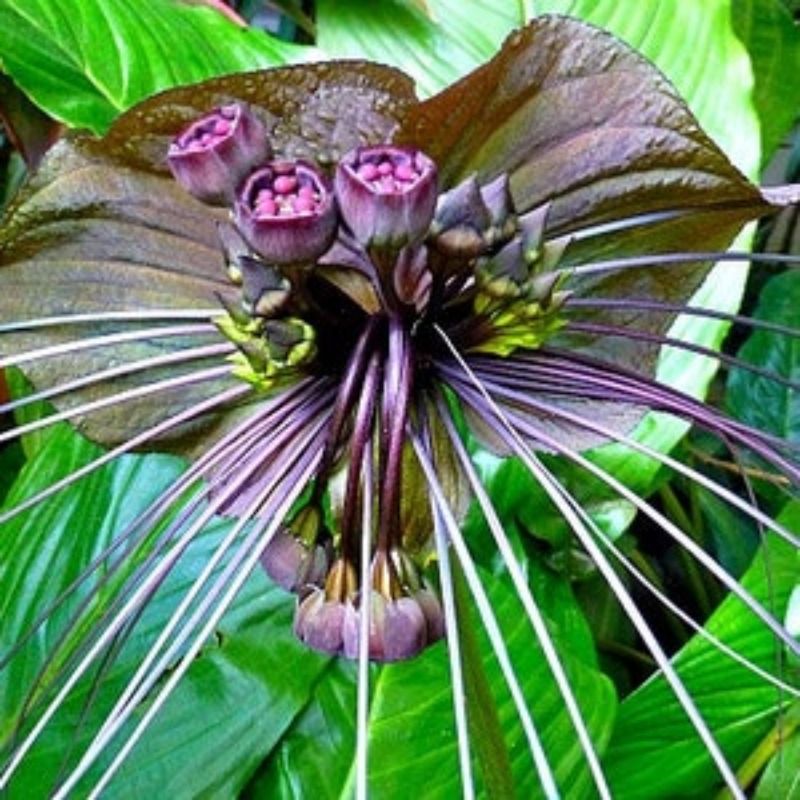 

Flower, Scientific Name Is , 5 Fresh , Black Flowers, Tall, Tropical Gardening Plants, Suitable For Planting In Areas 10 To 11, Indoor Plants, Greenhouse Plants, Gothic Gardening Plants