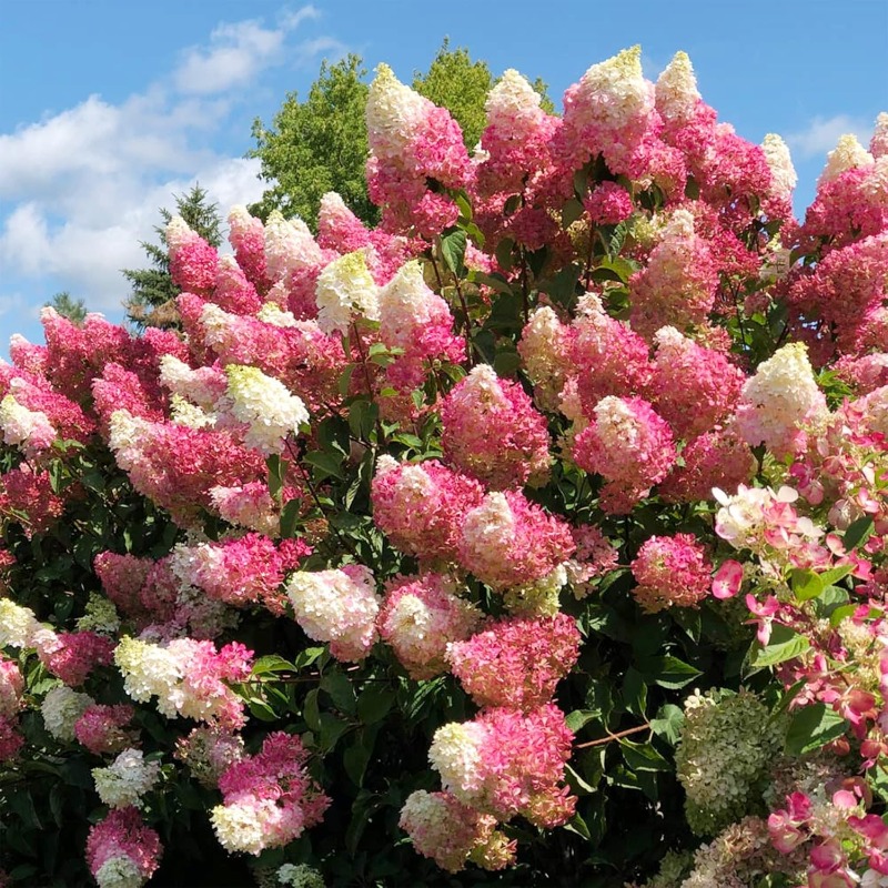 

Vanilla Strawberry Hydrangea (hortensia) Pink Hydrangea Flowers Tree Bush Plants - Fast-growing & - Accent Privacy Screen