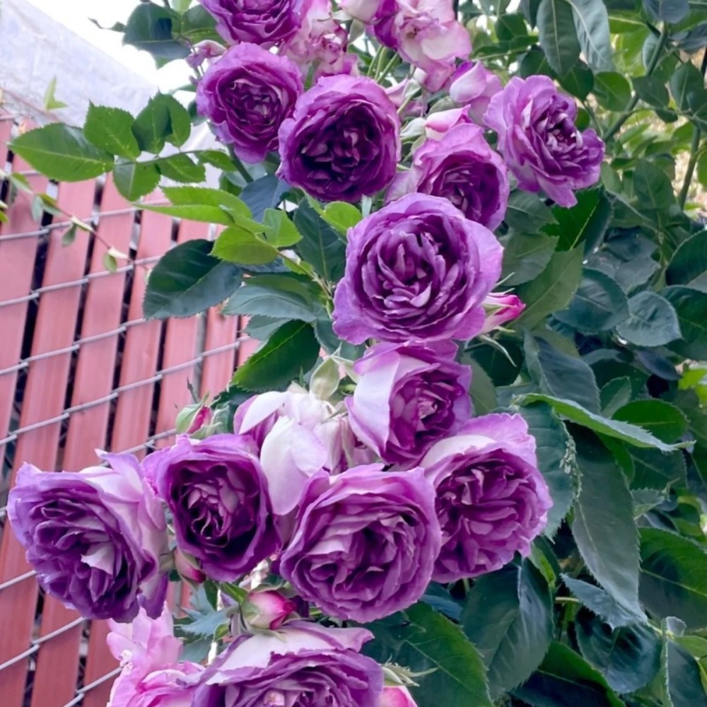 

200 1 Purple Rose , Precious And Beautiful Flowers, Are Necessary For Garden, , Romantic Gift