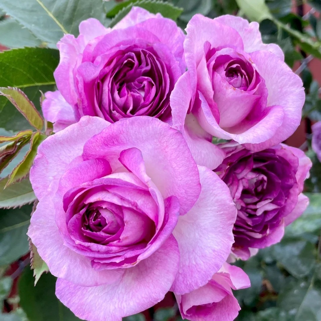 

Purple Rose Are Precious And Beautiful Flowers, An Indispensable Element In Gardening, And