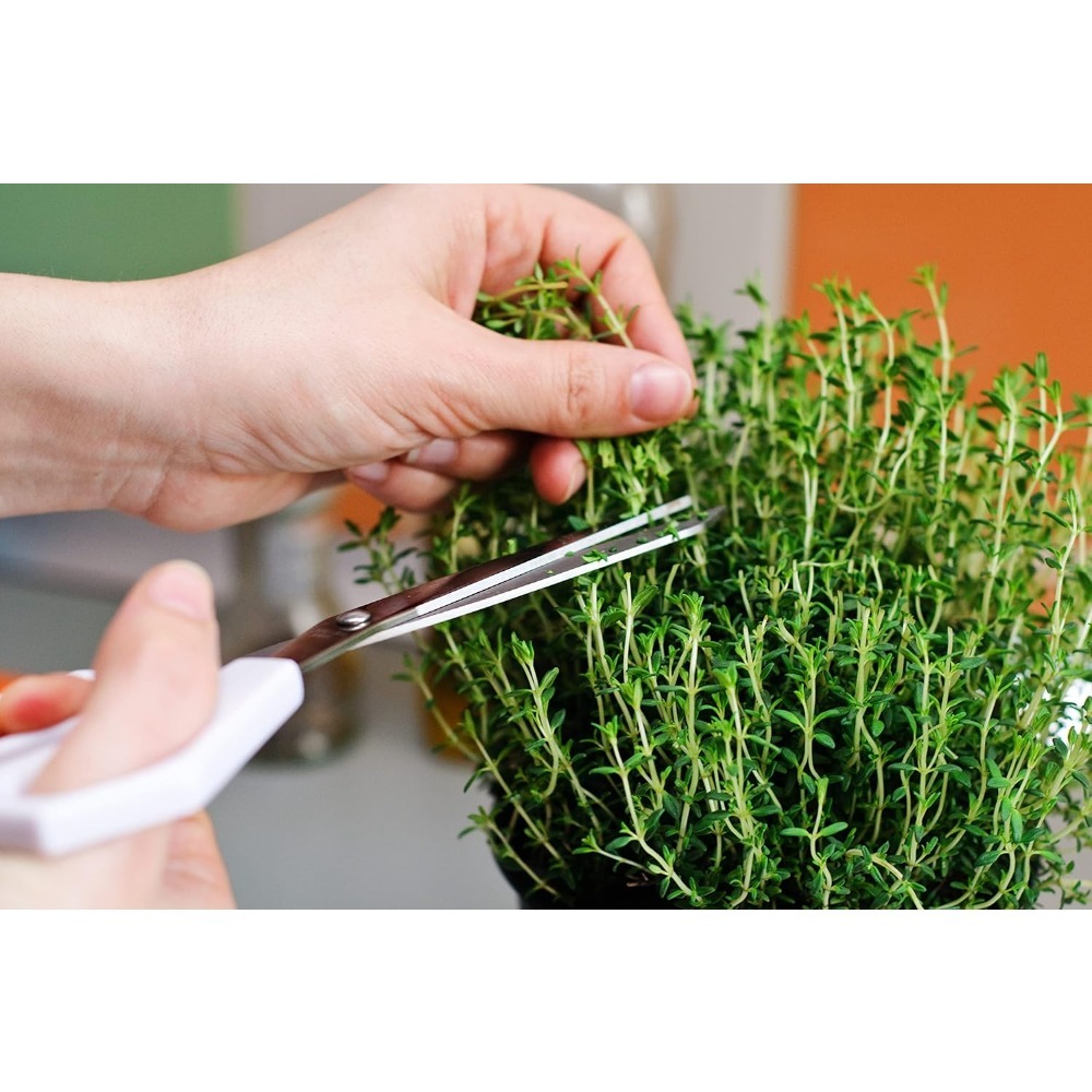 

-rosemary -untreated- -non-transgene-200