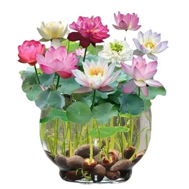 

400 Pcs Mint Lotus Aquatic Plant Home Gardening Mini Lotus Lotus