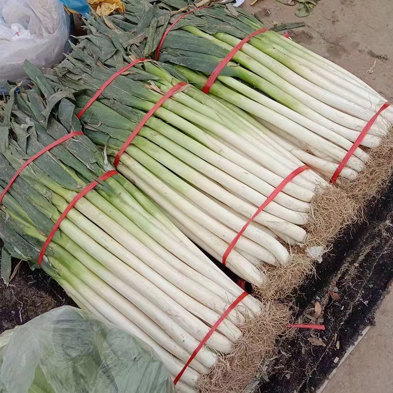 

Spring High- Cold-resistant Super Disease-resistant Onion