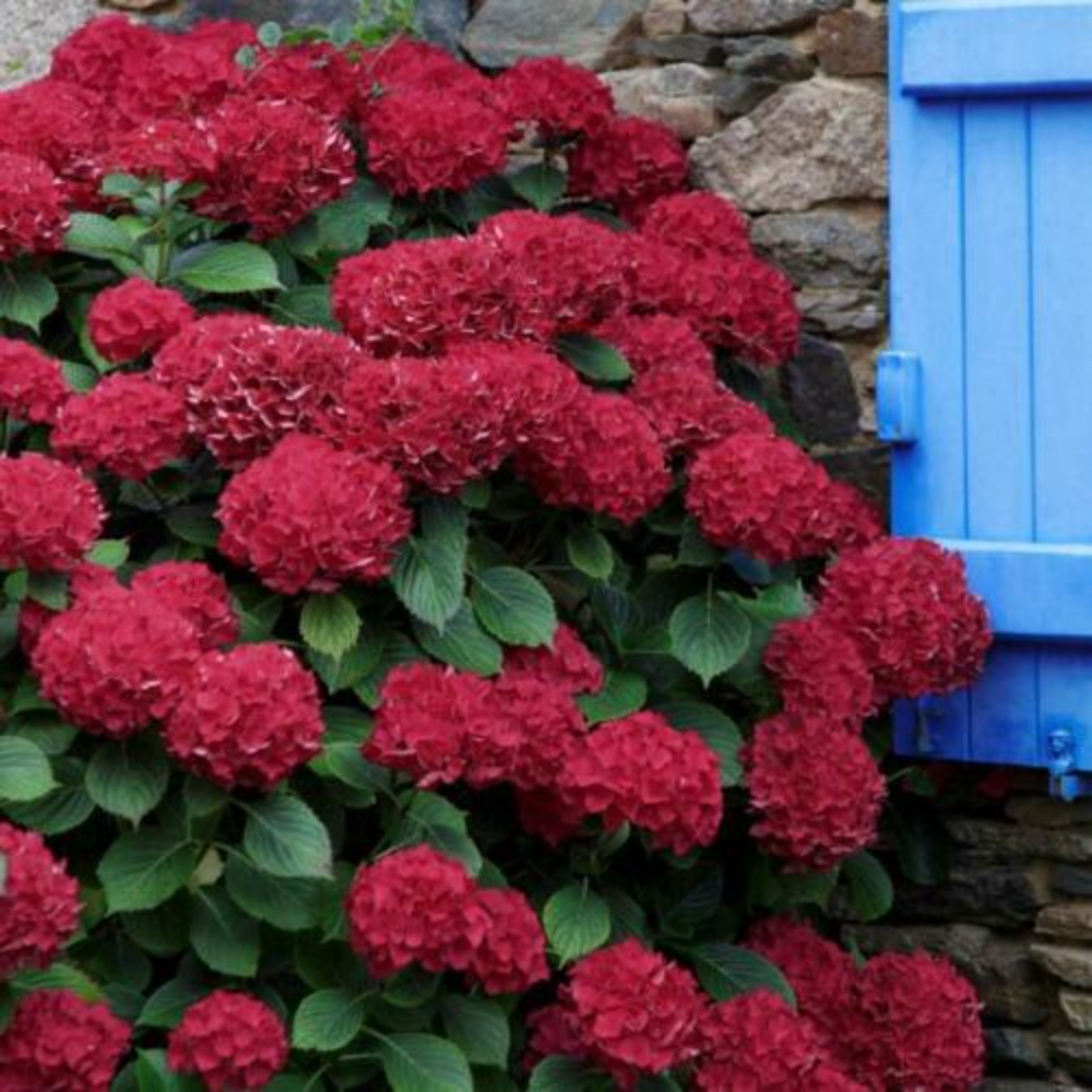 

300 Red Hydrangea , Large Leaf Hydrangea Garden Flower
