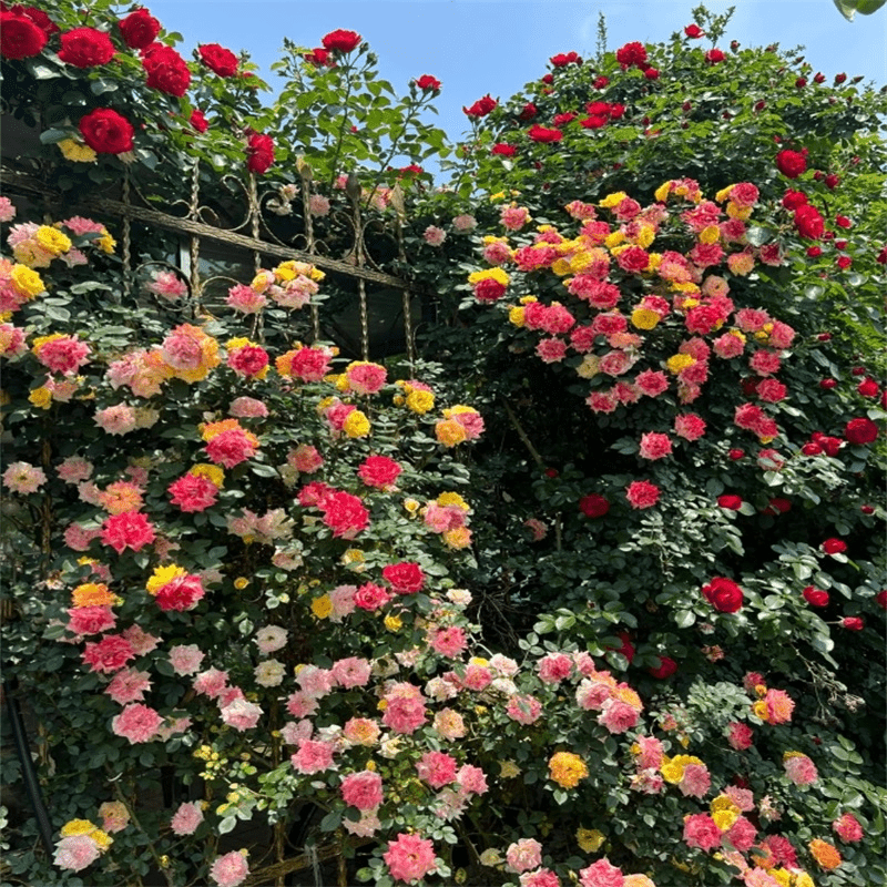 

200 + Of Mixed Climbing Rose , Suitable For Outdoor Planting Decorative Climbing Flowers, Rose Shrub Vine Crawling, Long- Germination