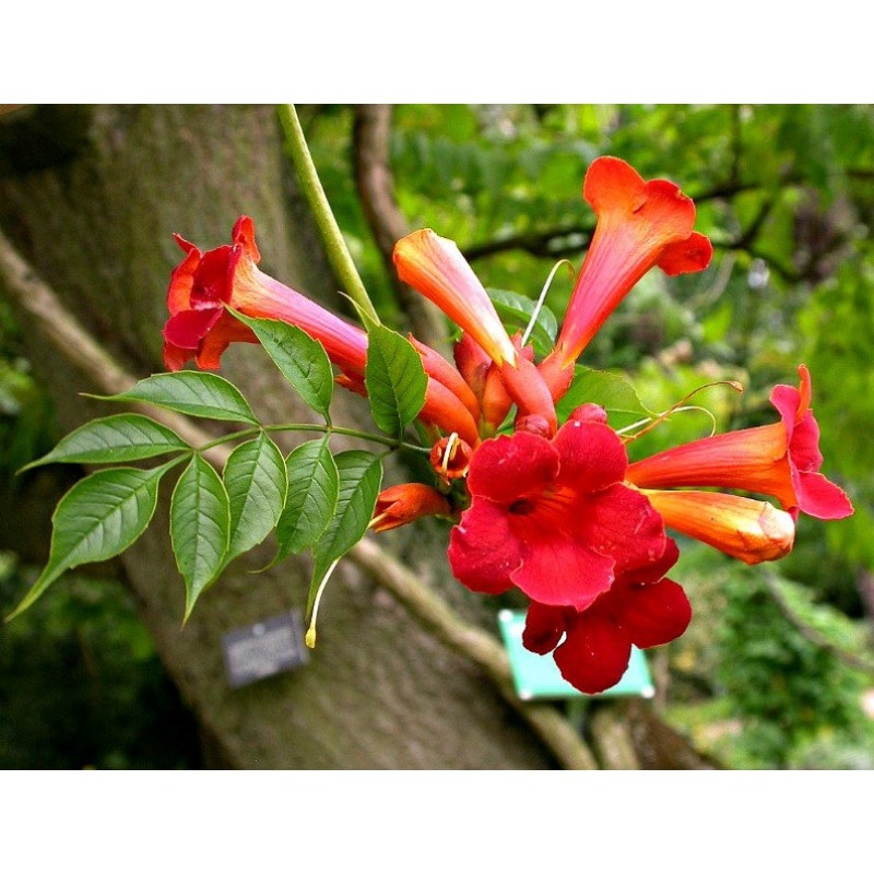 

Red , Scientific Name Is Climbing Hisbiscus ( ), 25 , Strong Climbing, Fast Growth, Cold Resistance, Suitable For Planting In Plant 6 To 11, Resistance, Can Hummingbirds