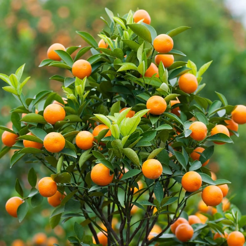 

Trees, Sweet Fruits, In Gardens And Pots, Is A Beautiful Garden Flower, Used For Landscaping