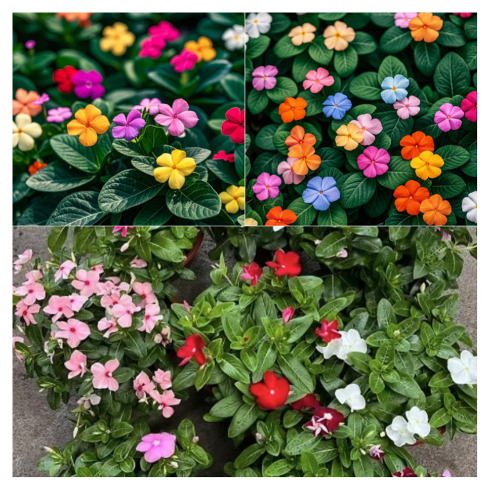 

Of Mixed Cockscomb, Catharanthus , Dwarf , For Balcony, For Garden