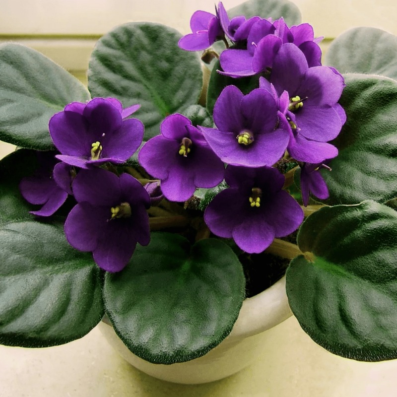 300 Varieties Mixed African Violet Seeds Used Planting - Temu