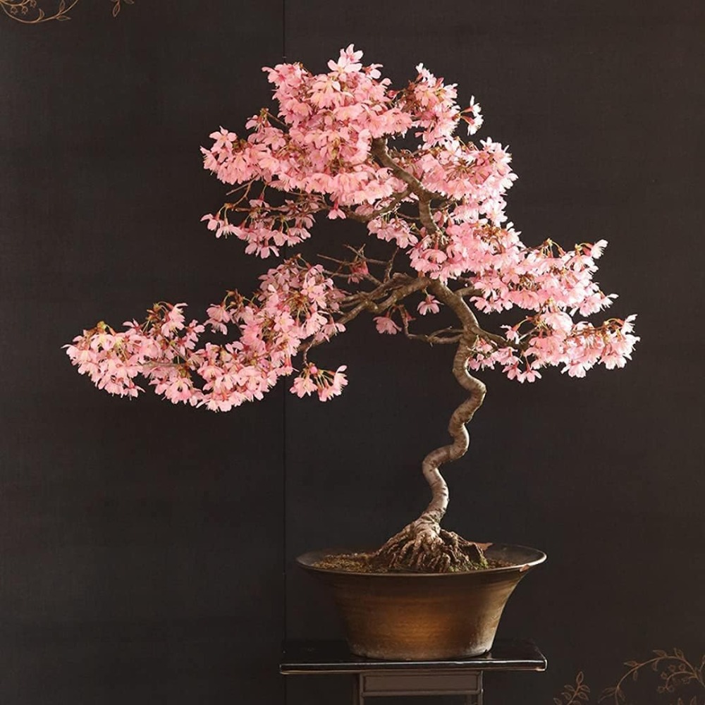 

20 Rare Japanese Cherry Basin Landscape : Tree, Cherry Bonsai Seed - Gift For Plant Lovers