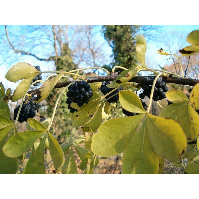 

20 Ginseng Senticosus Ci Wu Jia Shrub