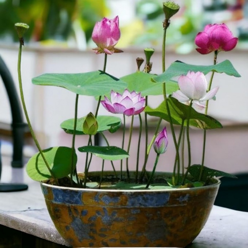 

High Germination Rate Garden Pre- Mixed Color Bonsai Bowl Lotus - Ready To Plant, Indoor & Outdoor Aquatic Gardens, Includes Planting Guide, Easy Growth With Care