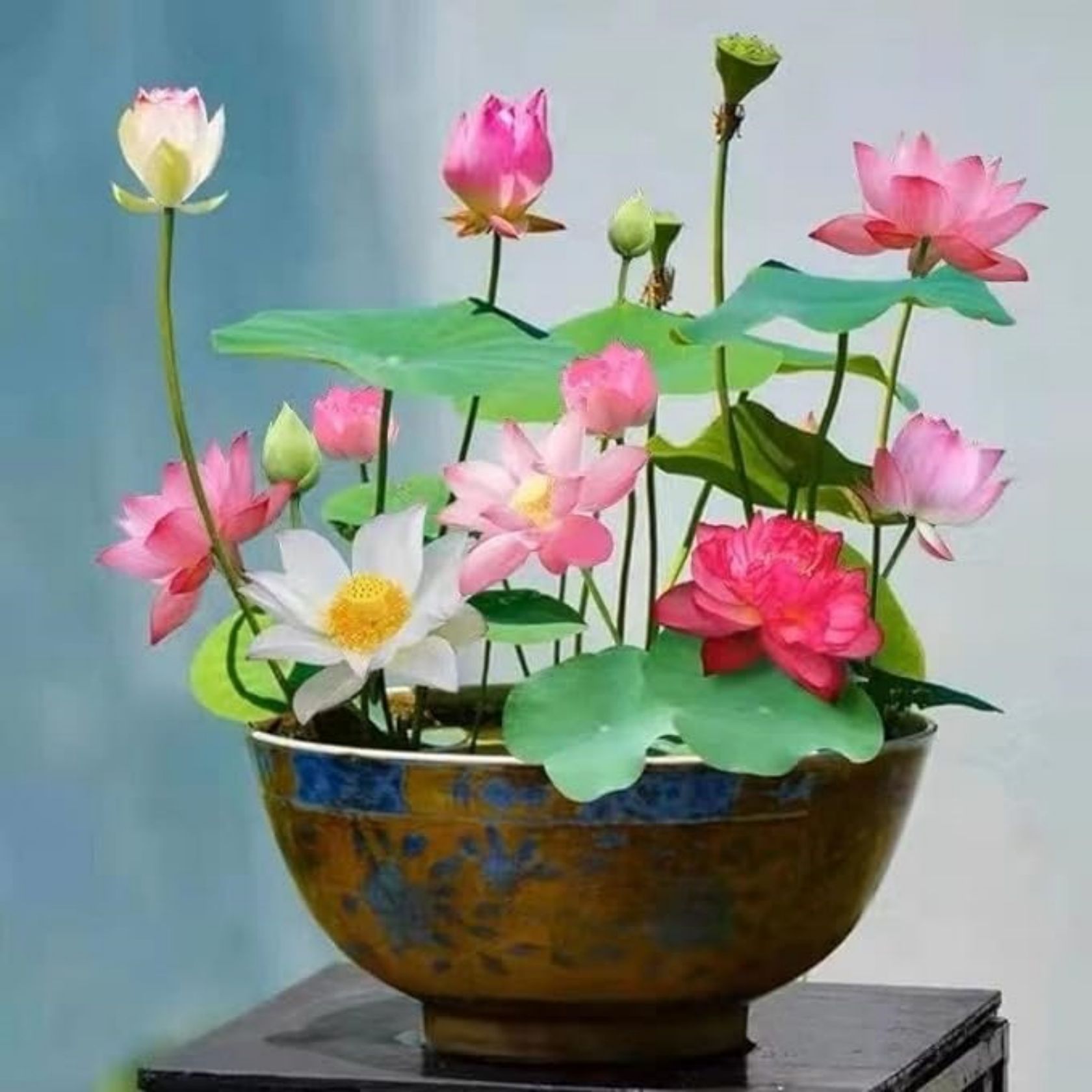 

Garden Pre- Mixed Color Bonsai Bowl Lotus - Ready To Plant, Indoor & Outdoor Aquatic Gardens, Includes Planting Guide, Easy Growth With Care