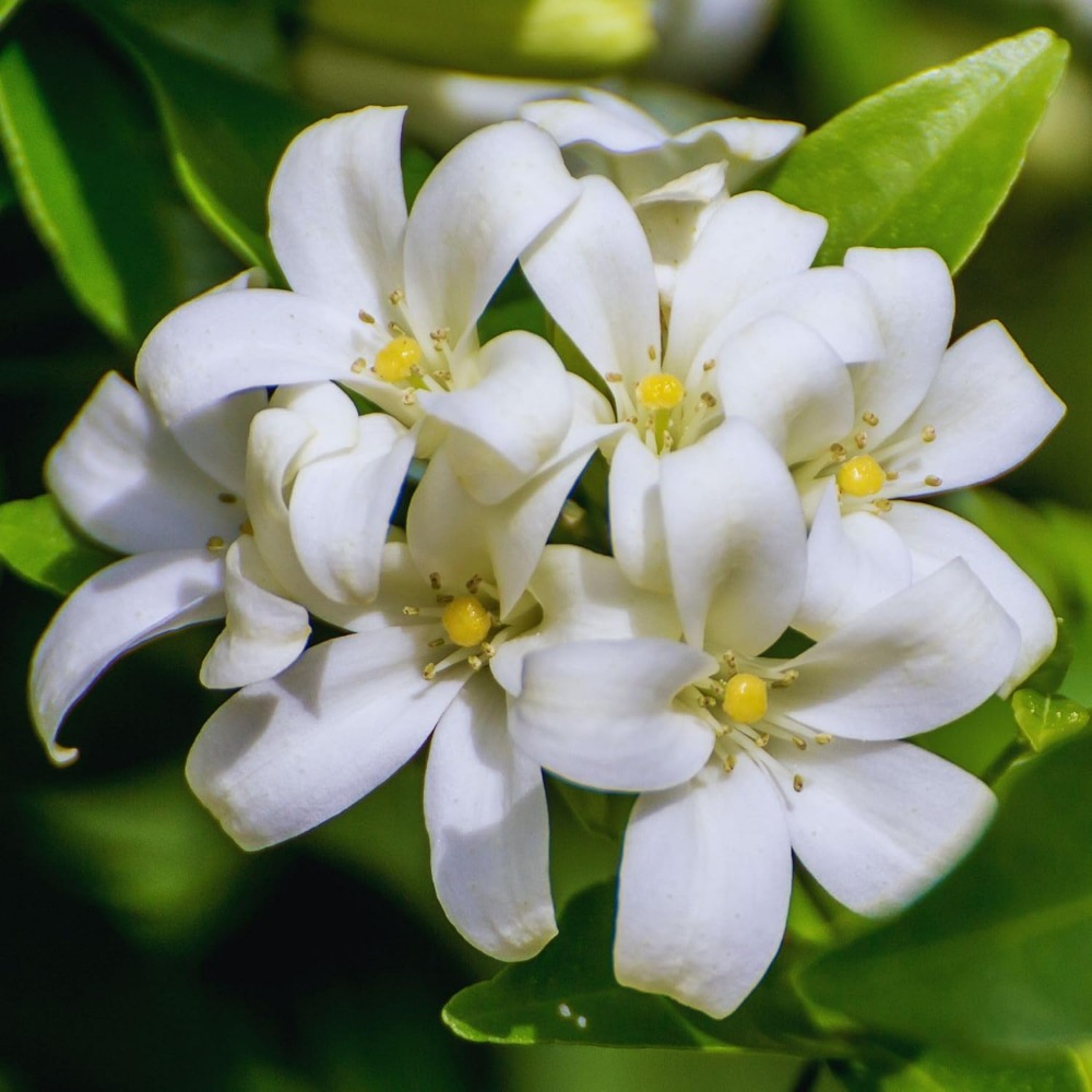 

30 Jasmine Flowers "green Leaves Shine Like A Bright, Without Makeup" Flowers White