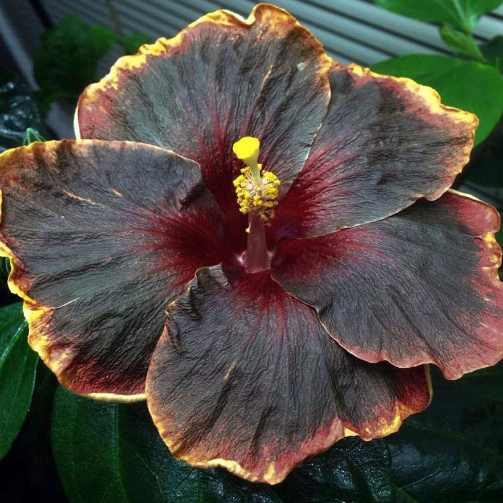 

+ Hibiscus '' Flower Tropical See.ds - Garden See.ds With Vibrant Colors And Easy Growth