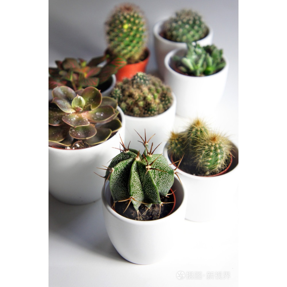 

50 Cactus Stems, Flowers, Thorns, Hairs, Ribs, Warts Have A Ornamental Value, Potted And Under The Window, Study, The Garden Is Used Gardens, Greenhouses, Gardens