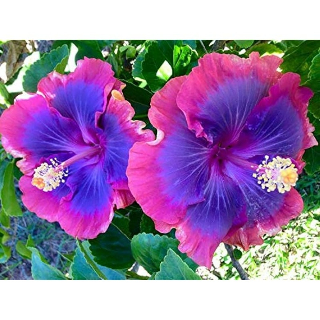 

+ Exotic Hibiscus Garden See.ds: , S.eeds For , Vibrant Flowers And Beautiful