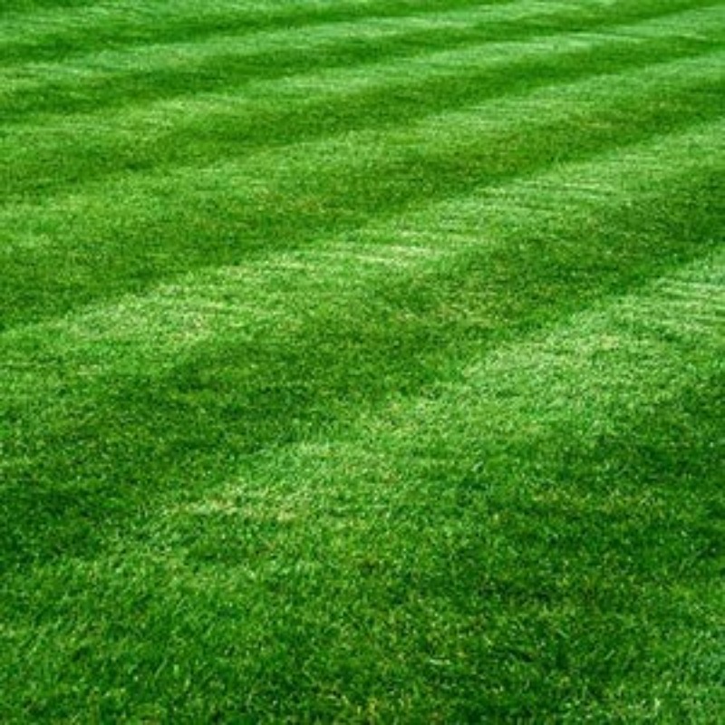 

Lawn - Low Maintenance, Cold Resistant Insect Resistant. Fescues, Ucky , And Ryegrass Mixed Planting