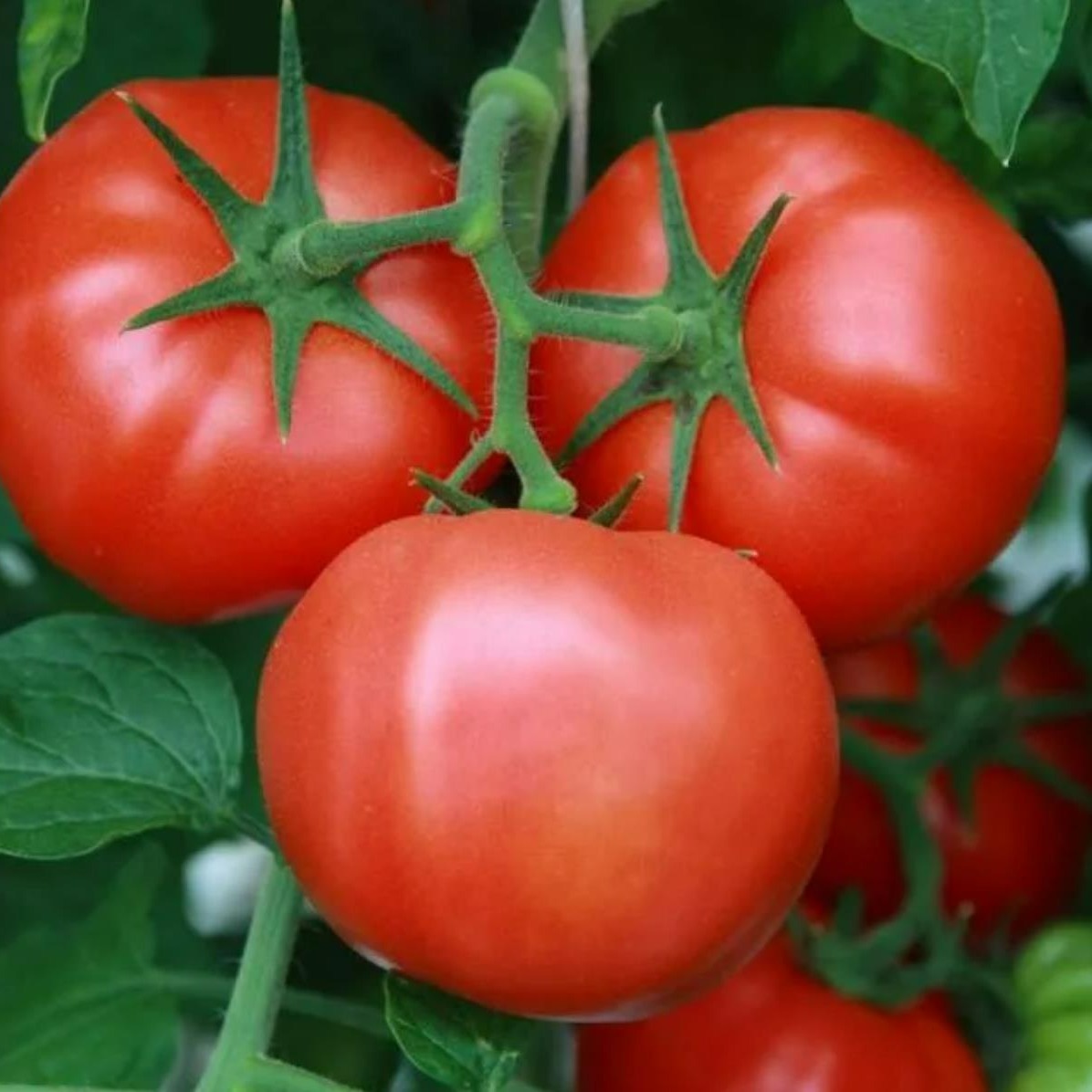 Tomato Seeds Plant A Home Vegetable - Temu