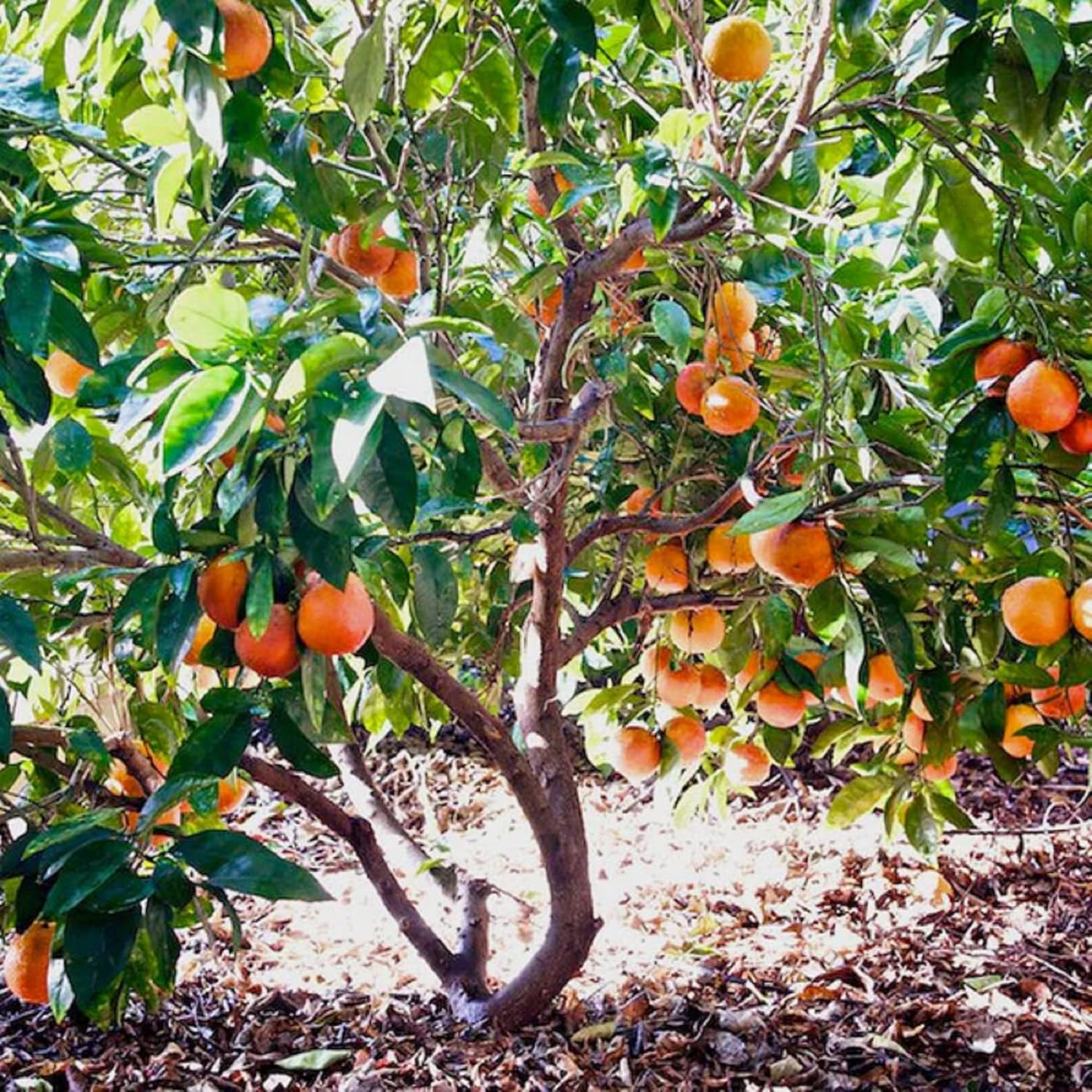 10 Navel Orange Seeds Sweet - Temu