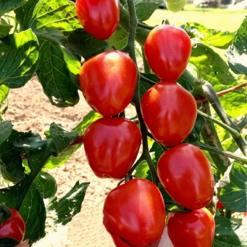 

Traditional Waterfall Tomato - And Harvest 200