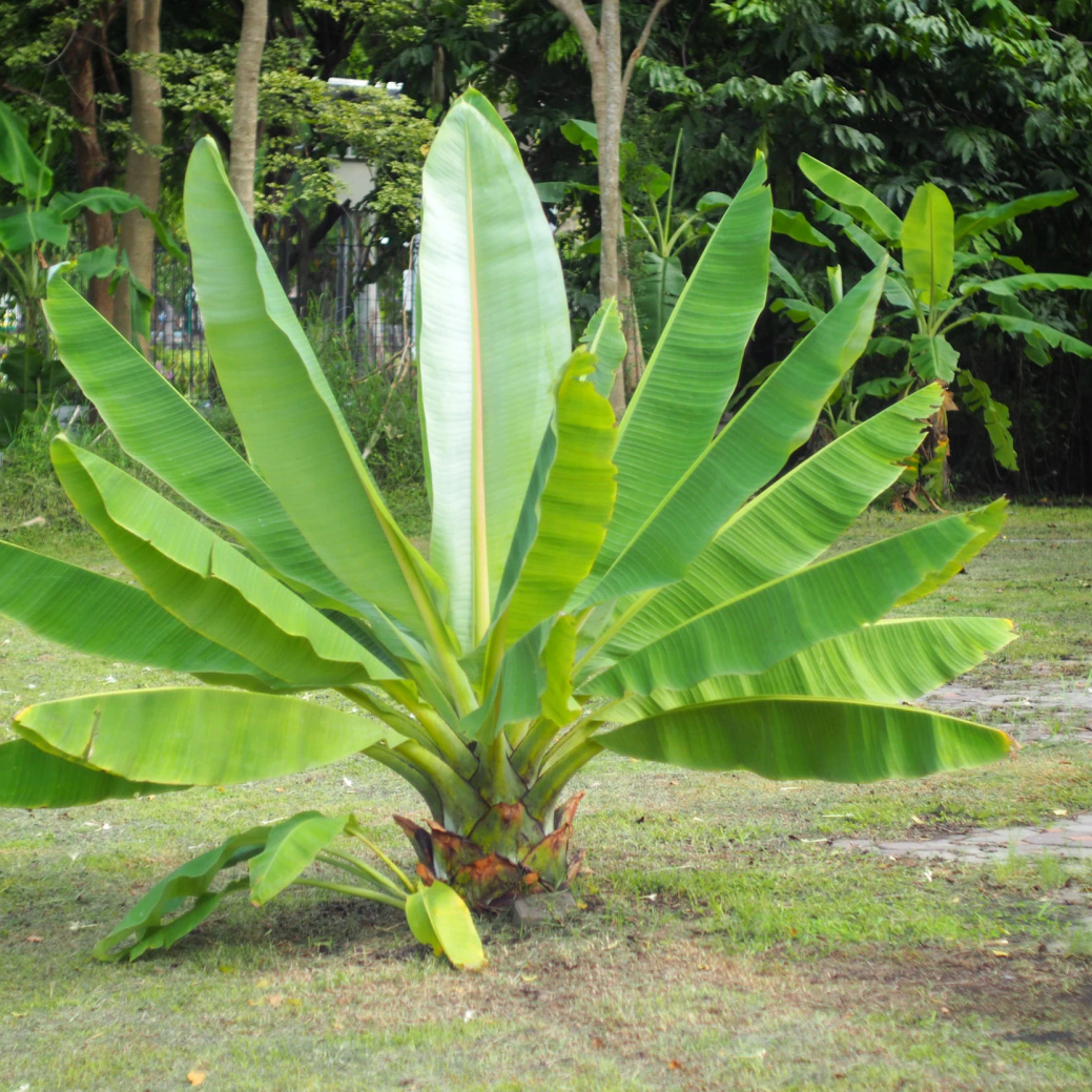 

Tropical Banana Traditional , Provided By Nsett : High Quality Non-gm Gardening , Can Grow , A Total Of Grains