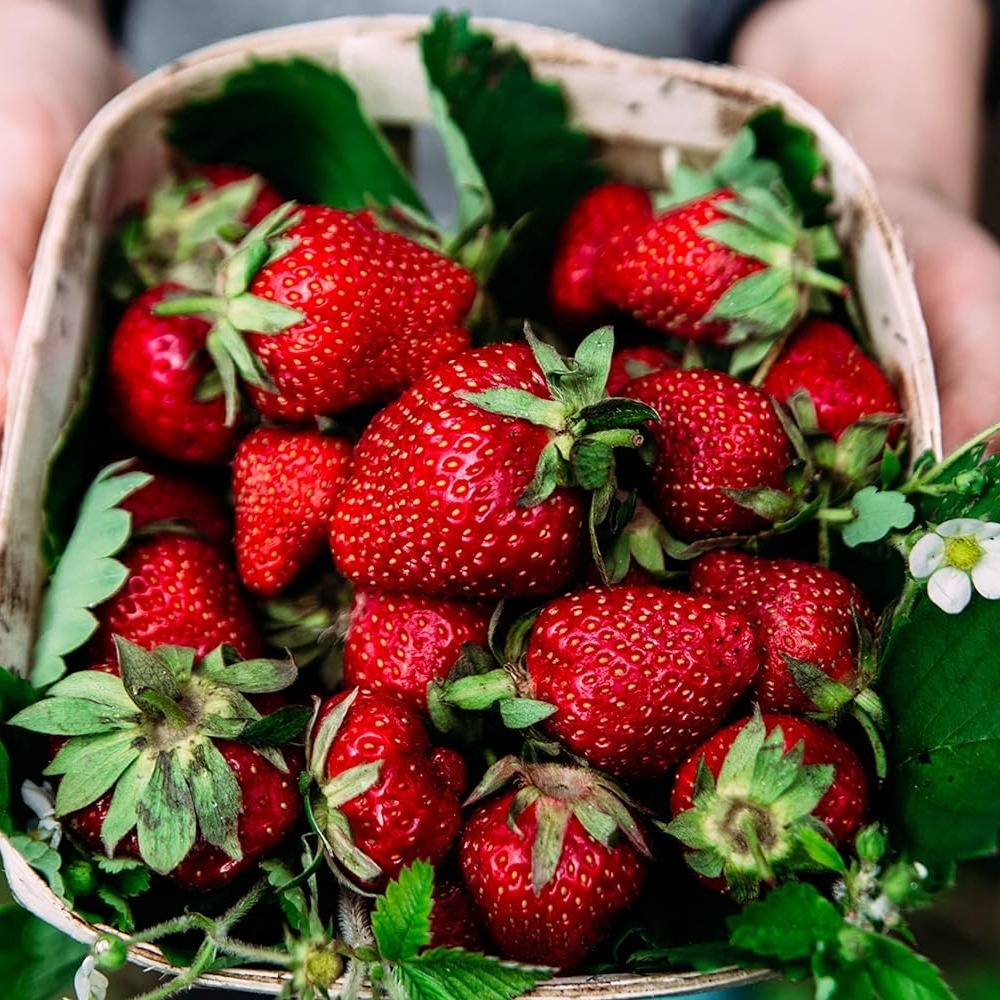 

Strawberry For Planting Fresca Everbearing - Fruit Seed For Hydroponic Garden