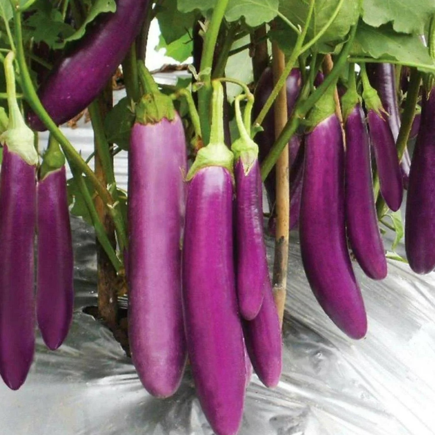 

300 Grains/pack Of Eggplant Gardening Can Vegetable Growth-non-transgenic And