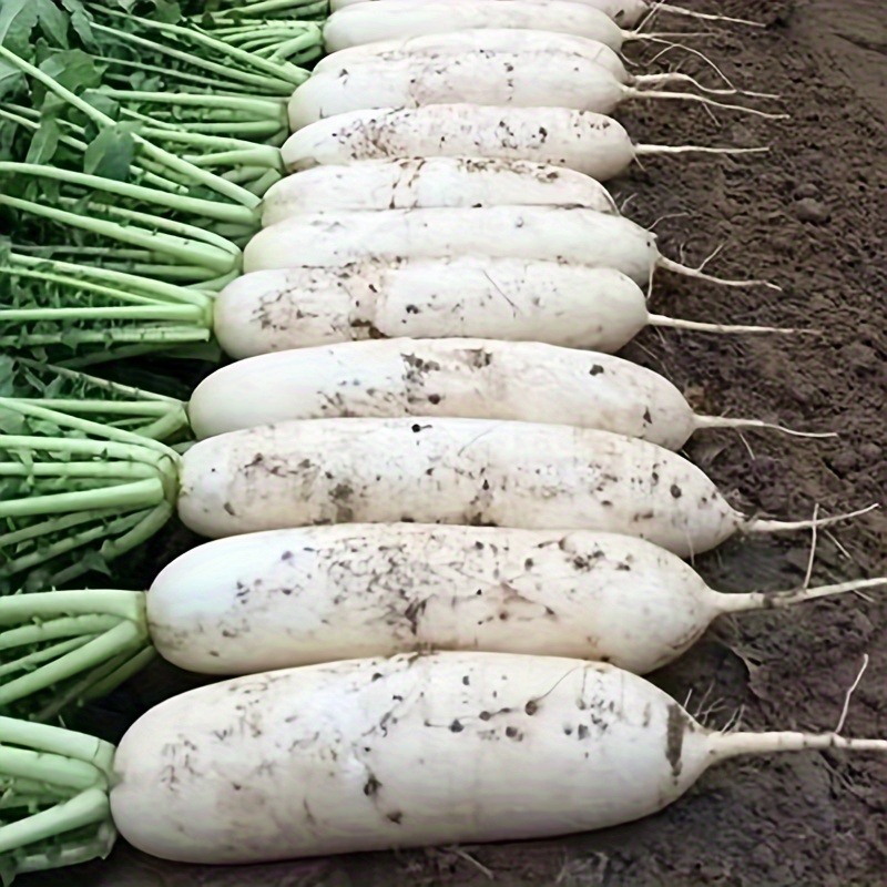 

Heat-resistant White White Early , Heat-resistant, Disease-resistant, , Large White , Heat-resistant Vegetables