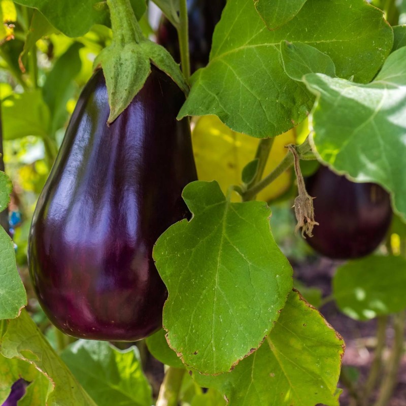 

Florida Market , Eggplant Varieties High Shrub Eggplant, Traditional Eggplant, Free Delivery