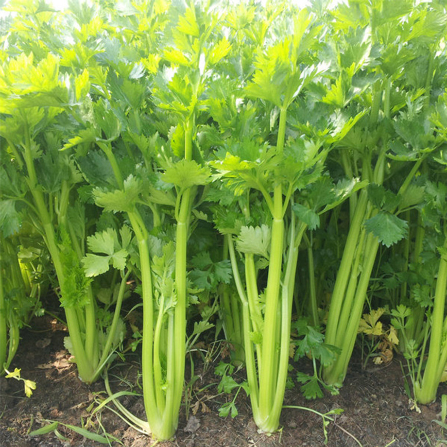 

500 Grains Of High Quality Celery And Coriander , Mixed Vegetable , Are Used Non-genetically Vegetables, Which Are Very Suitable For Outdoor Gardening Activities , Winter And Autumn.