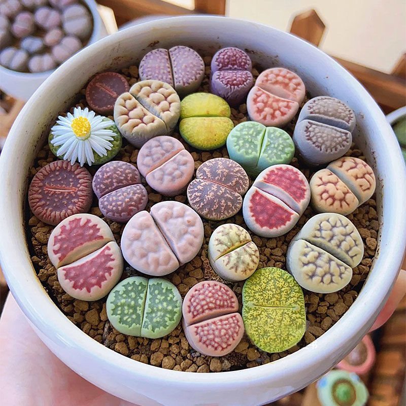 

Diy Car Decoration - Popular Products: Stone Lotus Germination (mixed ): Unique Mixed , To For Techniques, Safe Purchase, Collectible , Gardening , All Round