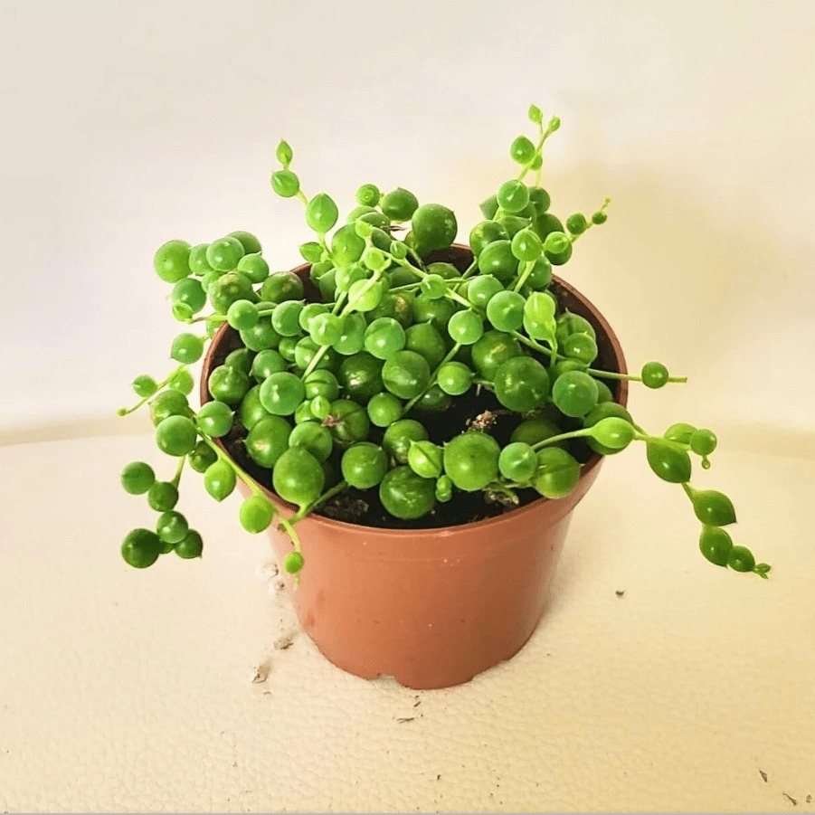 

Easy Diy Car Decoration - Packaging Seed Small Pearl String Plant 4-inch Pot