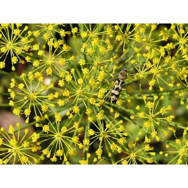 

2500 Bouquet Graveolens Flower