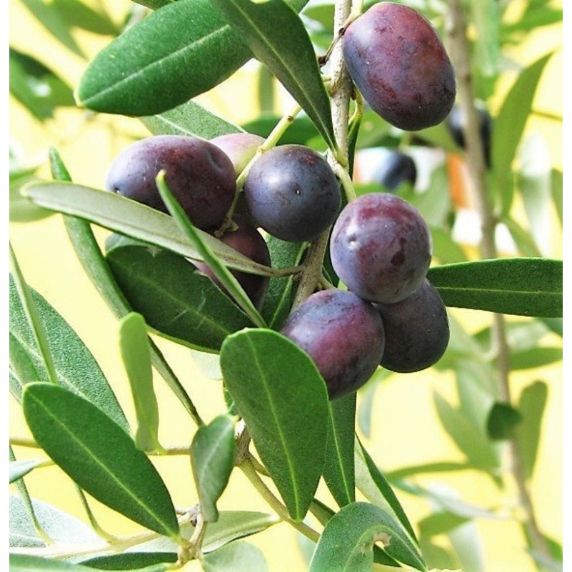 

Olive Tree Europaea Edible European Common Green Seed